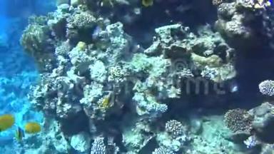 在红海潜水，令人印象深刻的珊瑚礁类型